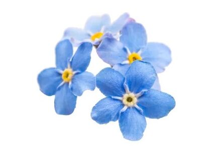Το zxcvbnmqwert περιλαμβάνει το Forget -me -nots