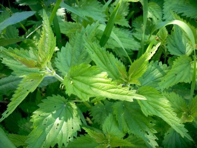 Η τσουκνίδα είναι ένα αποτελεσματικό φάρμακο για τη θεραπεία των κιρσών στα αρχικά στάδια